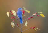 Eastern Bluebird Poster och Canvastavla