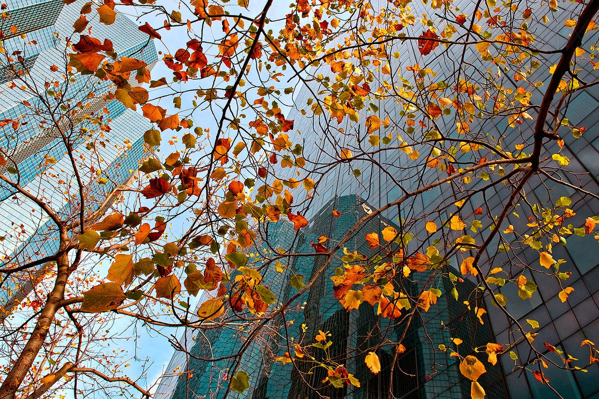 Autumn Poster och Canvastavla