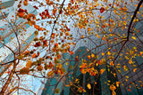 Autumn Poster och Canvastavla
