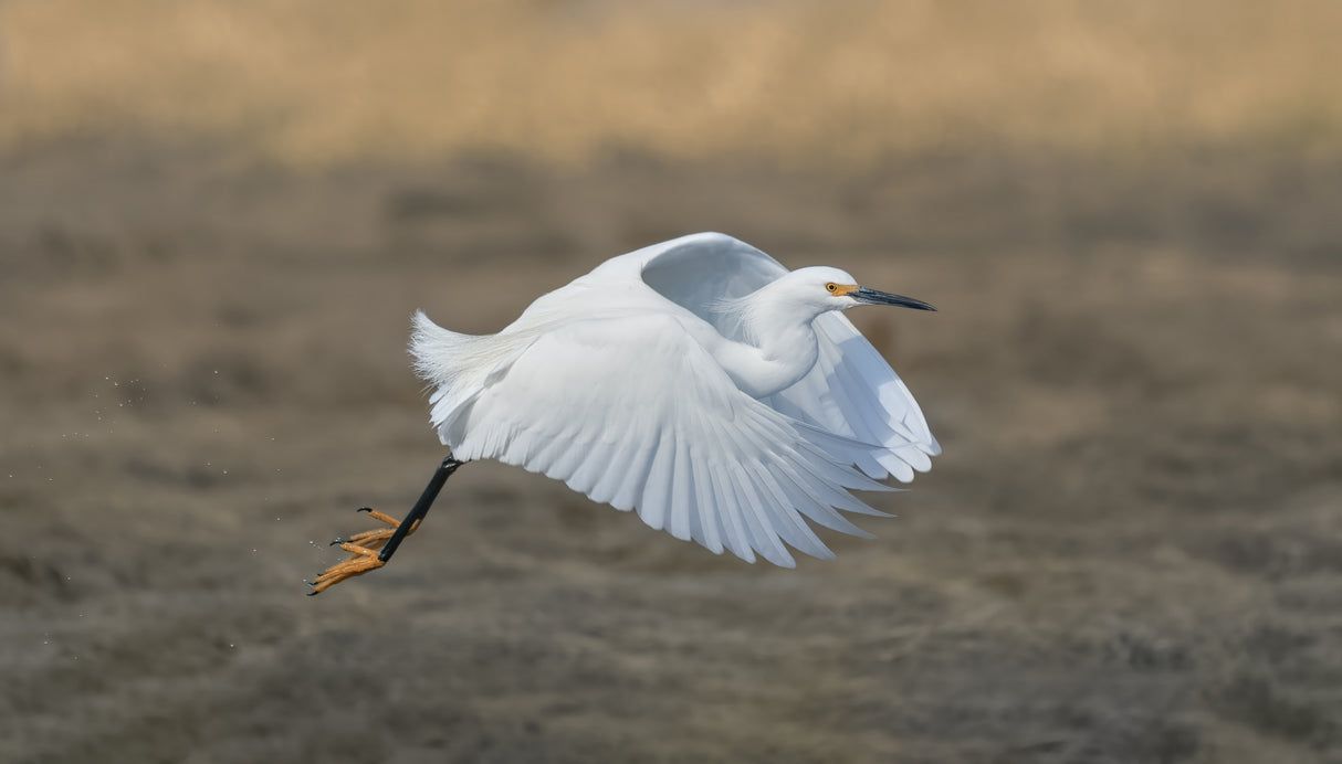 Snowy Egret Poster och Canvastavla
