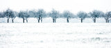 snow row Poster och Canvastavla