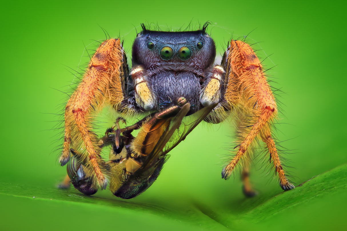 Phidippus arizonensis with robberfly Poster och Canvastavla