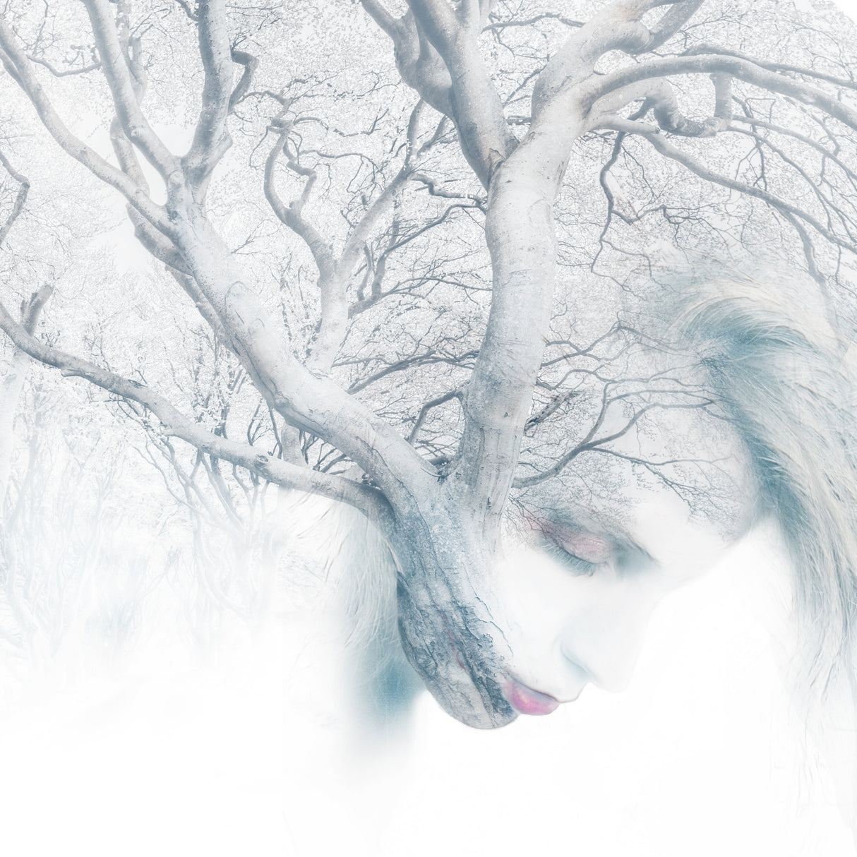 The tree Poster och Canvastavla