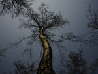 burnt tree and sky background Poster och Canvastavla
