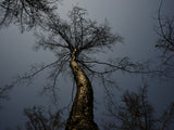 burnt tree and sky background Poster och Canvastavla