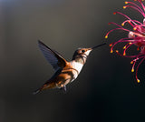 Hummingbird Poster och Canvastavla