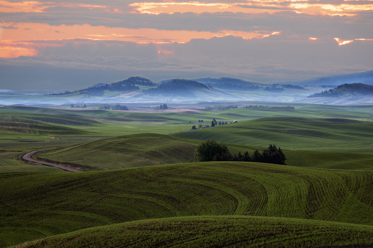 Wheat field in Palouse Poster och Canvastavla