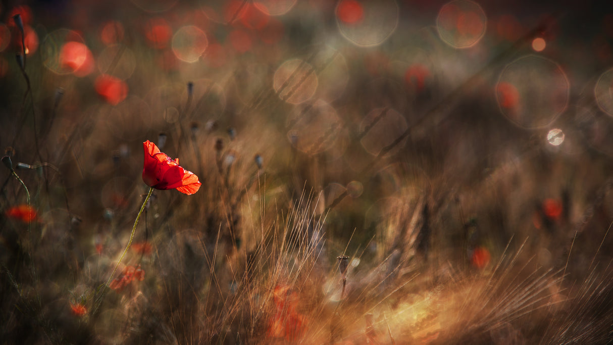 Poppy Poster och Canvastavla