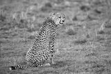 Cheetah Poster och Canvastavla