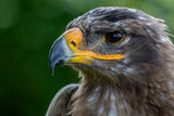 Eagle eyes Poster och Canvastavla