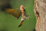 Northern Flicker Poster och Canvastavla