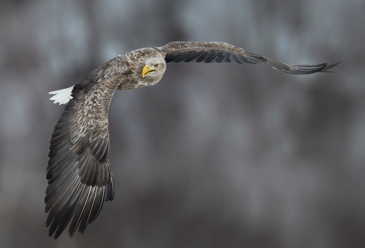 Eagle Poster och Canvastavla