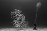 Diver and School Poster och Canvastavla