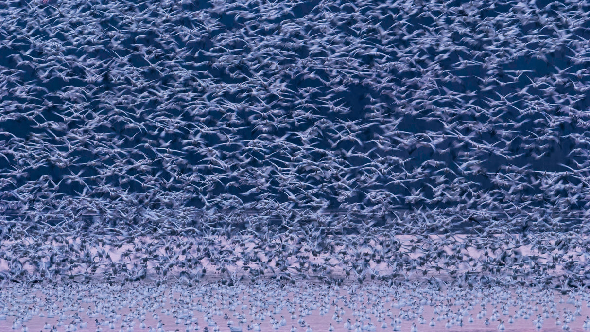 Snow Geese Poster och Canvastavla