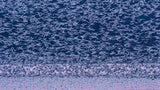 Snow Geese Poster och Canvastavla