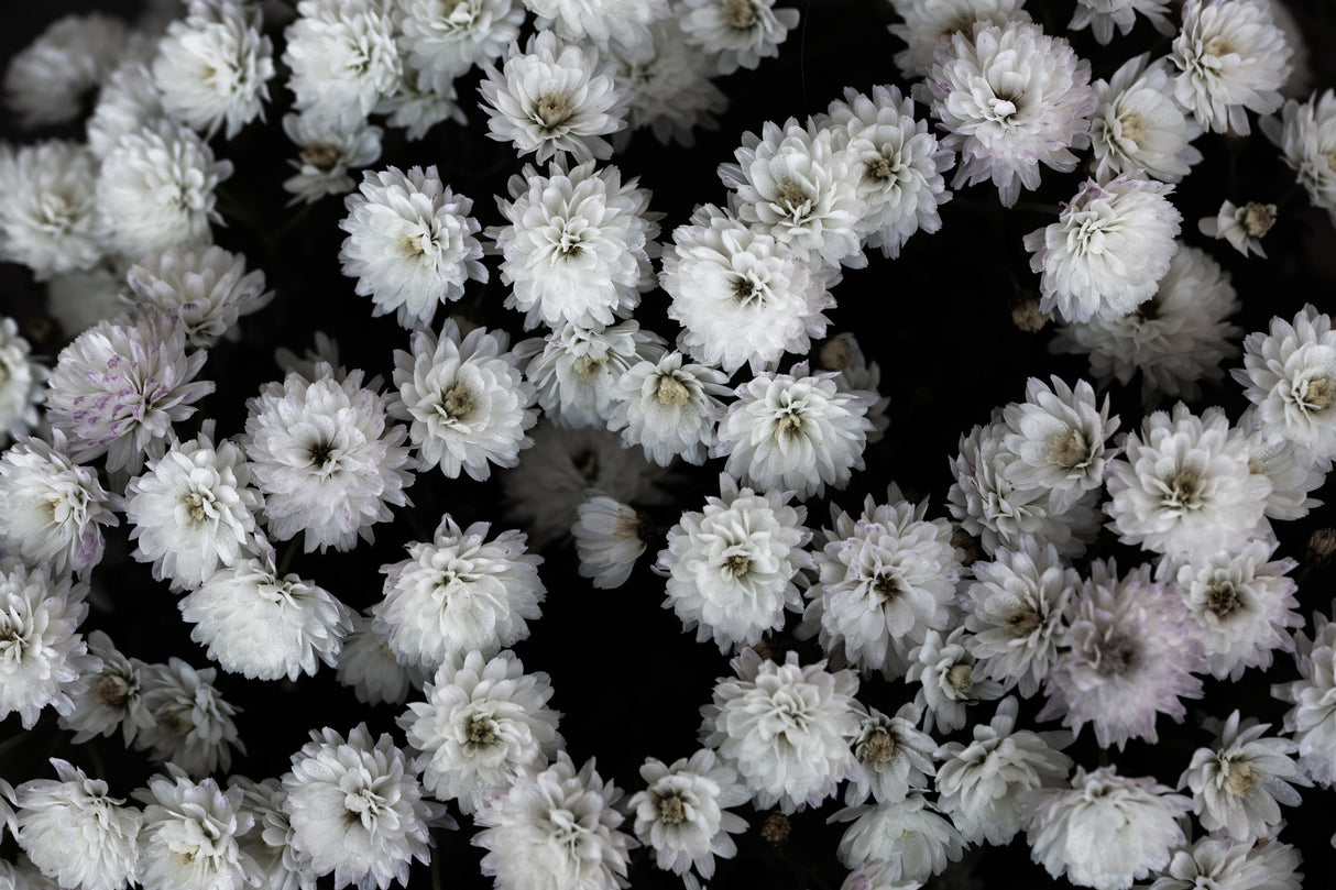 Tiny Flowers 3 Poster och Canvastavla