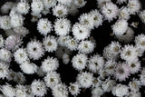 Tiny Flowers 3 Poster och Canvastavla
