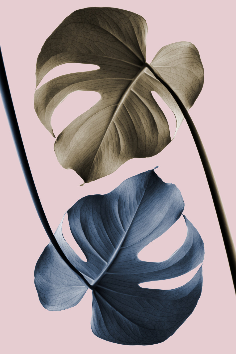 Monstera Pink Light 02 Poster och Canvastavla