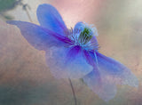 Clematis flower Poster och Canvastavla