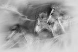 In motion Poster och Canvastavla