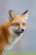 Fox Portrait Poster och Canvastavla