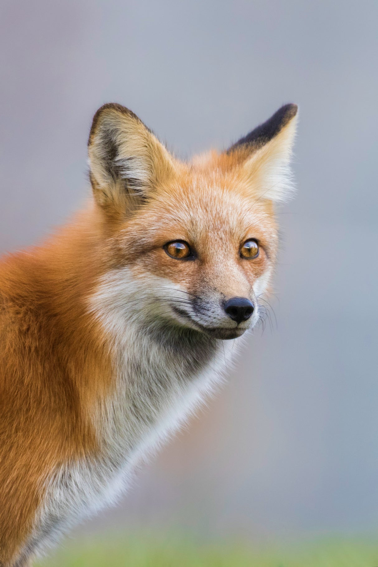 Fox Portrait Poster och Canvastavla