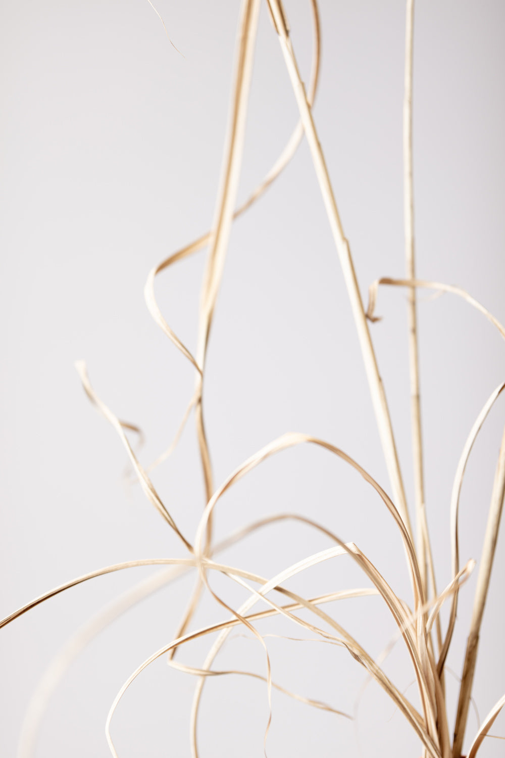 Dried Grass Grey 01 Poster och Canvastavla