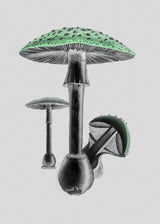 Amanita Muscaria White Background Green Poster och Canvastavla