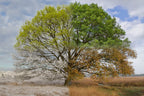 Oak Tree in Four Seasons Poster och Canvastavla