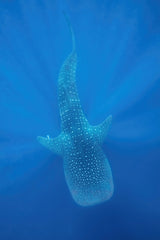 Blue spotted Poster och Canvastavla