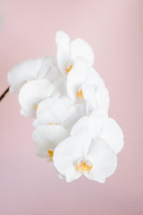 Orchid_2 Poster och Canvastavla