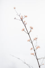Twig with small flowers Poster och Canvastavla
