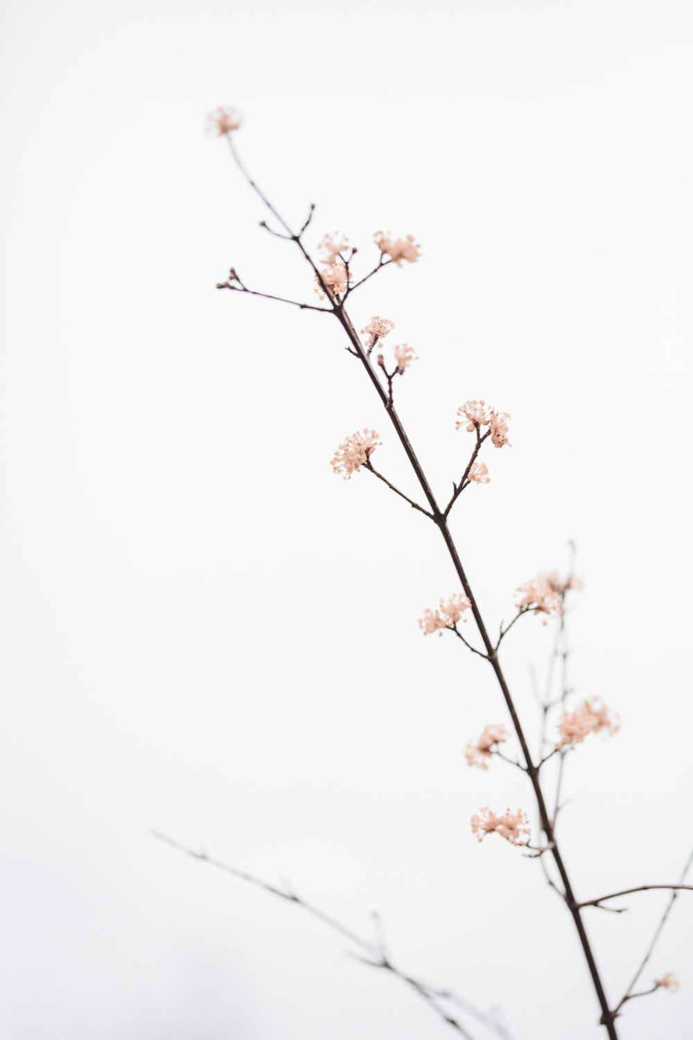 Twig with small flowers Poster och Canvastavla