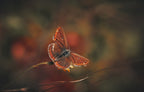 Brown Argus Poster och Canvastavla