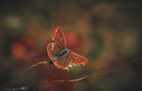 Brown Argus Poster och Canvastavla