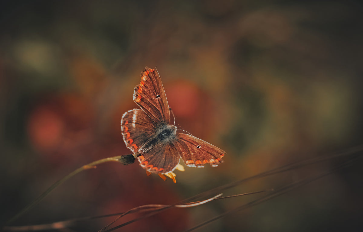 Brown Argus Poster och Canvastavla