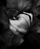Rose Flower Poster och Canvastavla