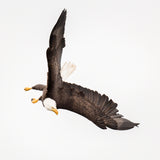 Swooping #2 Poster och Canvastavla