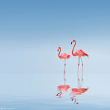 Flamingo Poster och Canvastavla