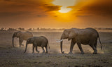 Amber sunrise Poster och Canvastavla