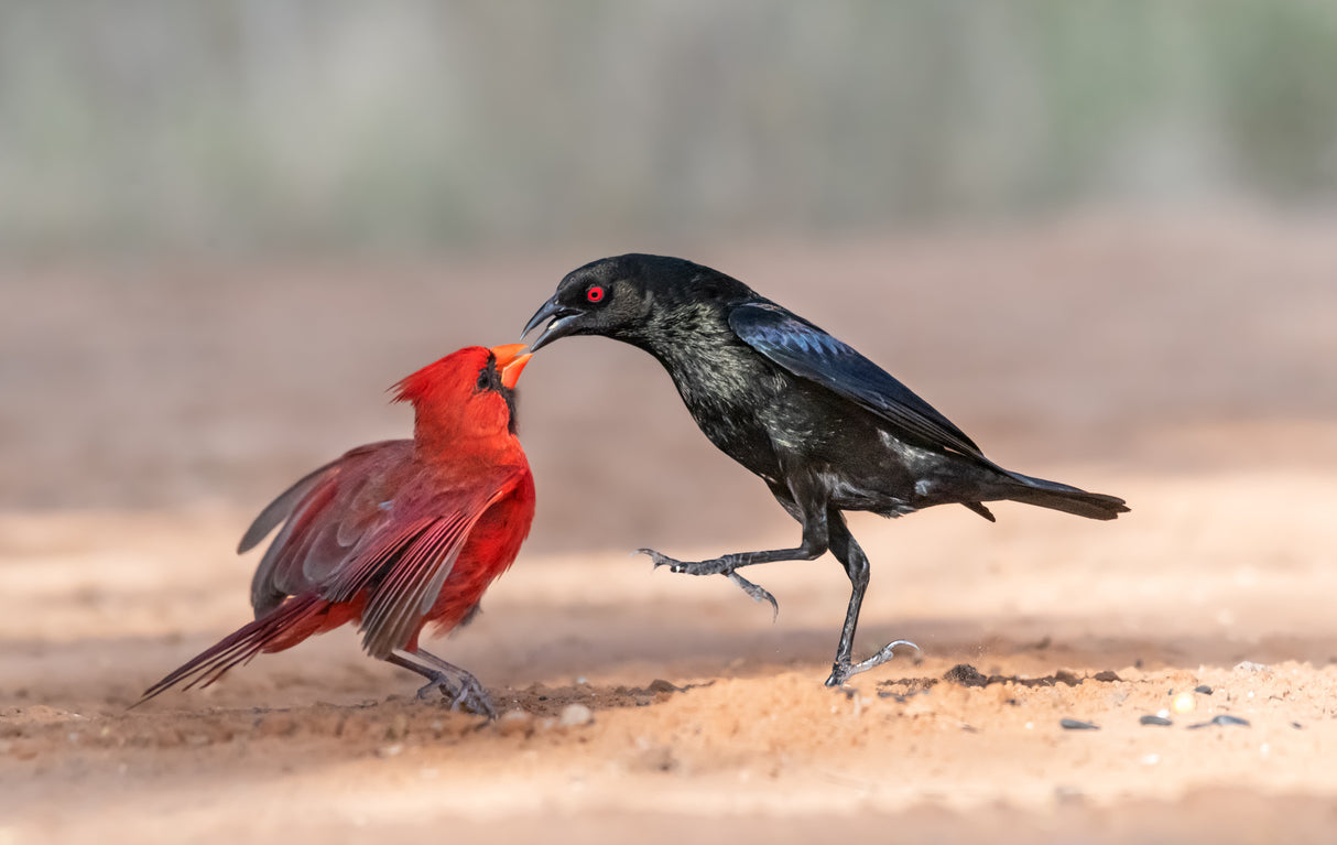 Black and Red Poster och Canvastavla
