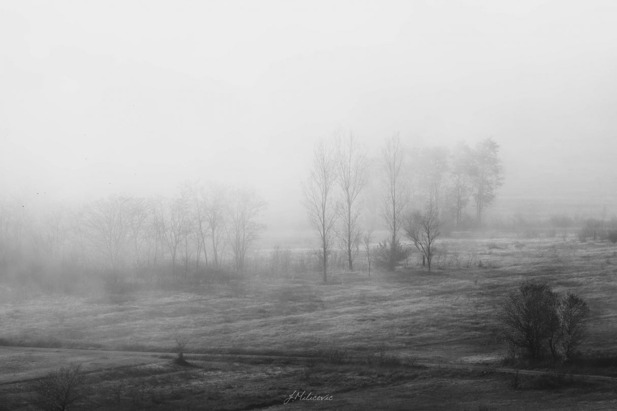 Fogy morning Poster och Canvastavla