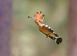 Hoopoe - Missile Poster och Canvastavla