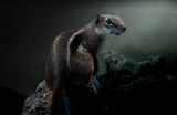 Squirrel Poster och Canvastavla