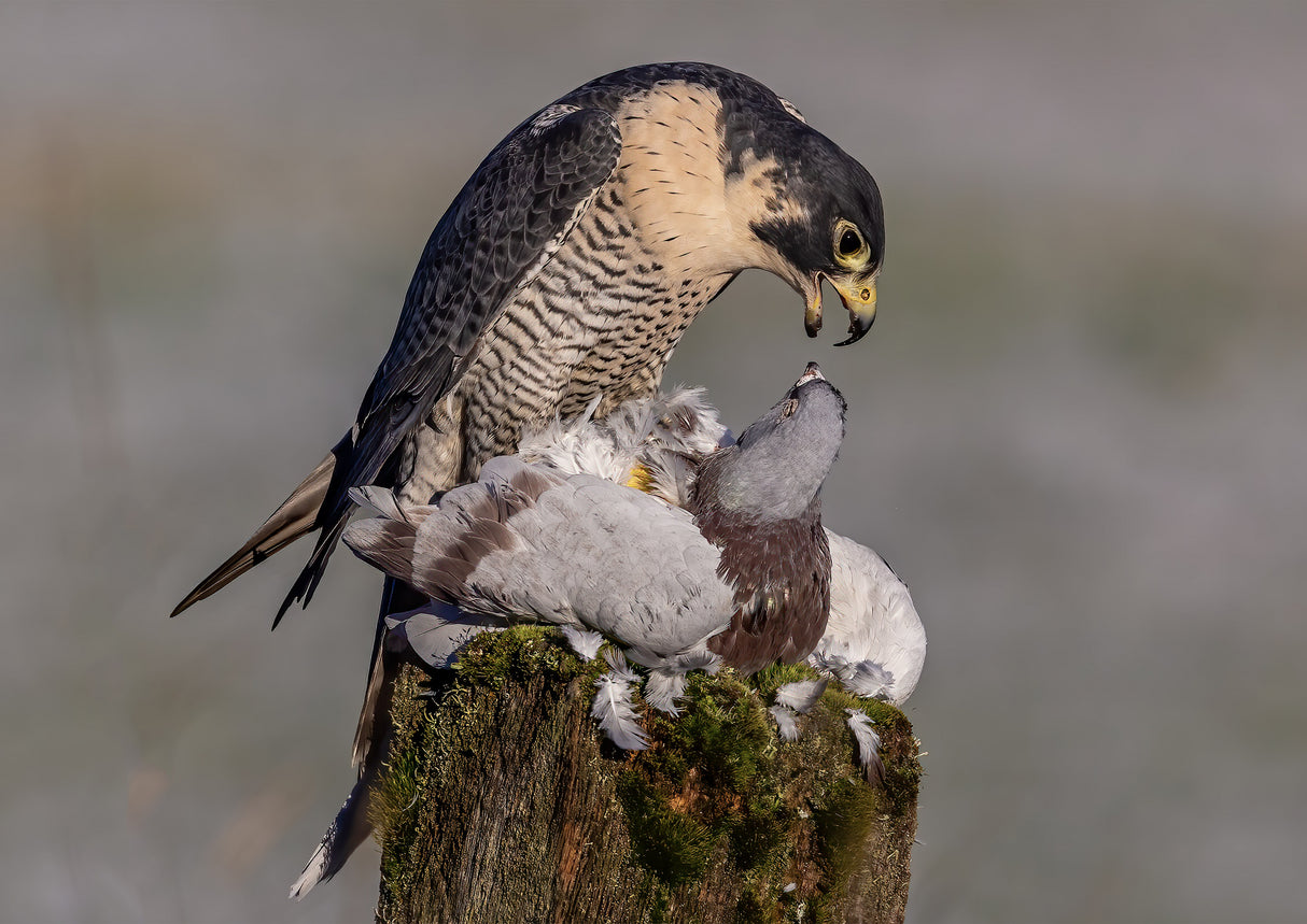 Peregrine Falcon with prey Poster och Canvastavla