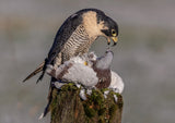 Peregrine Falcon with prey Poster och Canvastavla