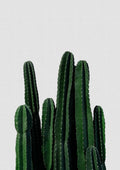 Cactus I Poster och Canvastavla