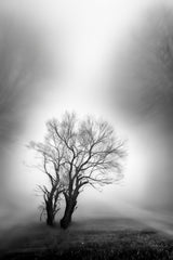 misty morning Poster och Canvastavla