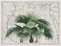 Tropical Empire No3 Poster och Canvastavla