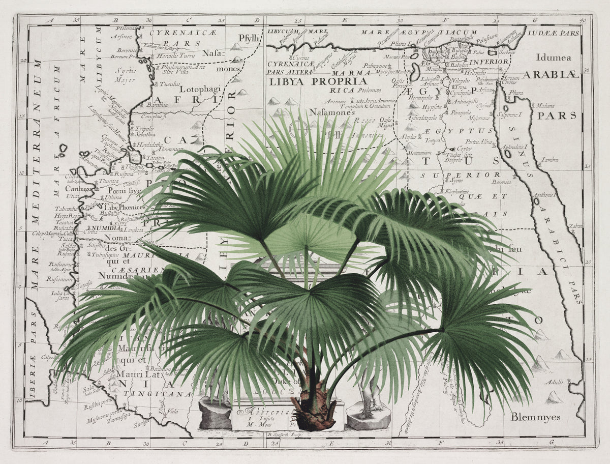 Tropical Empire No3 Poster och Canvastavla